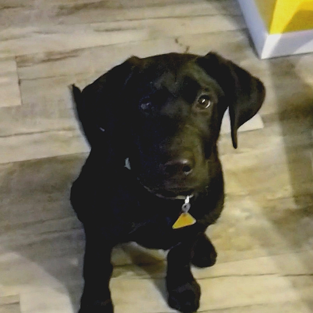 I don't know really I am only 4.5 months old.